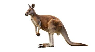 Kangaroo Standing Isolated on White Background Side View photo