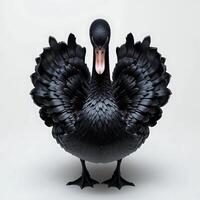 Elegant Black Swan Standing with Open Feathers on White Background photo