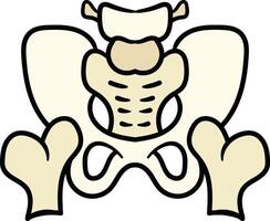 Pelvic bone structure front view illustration vector