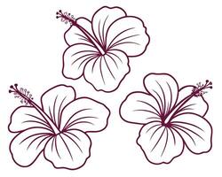 Three elegant outlined hibiscus flowers with delicate petals and intricate stamens on a white background vector