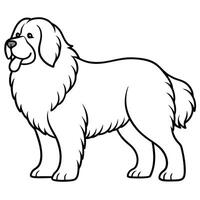 Newfoundland dog outline drawing standing calmly isolated on white background fluffy breed vector