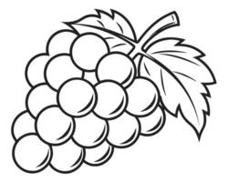 Black and white grape cluster with leaves illustration isolated on white background vector
