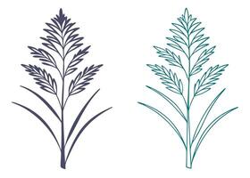Minimalist phragmites plant illustration in two colors elegant botanical design elements vector