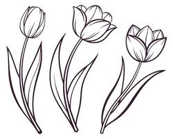 Simple and elegant line drawing of three tulip flowers with leaves for design and decoration vector