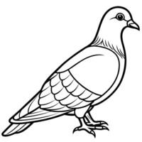 Simple line art illustration of a pigeon standing in a clear format vector