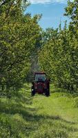 Red tractor bisects verdant orchard, embracing Earth Days green whispers and agricultural heritages hidden symphony on Arbor Day photo