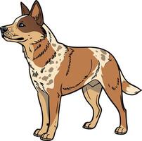 Hardworking Australian Cattle Dog Standing Alert Available on EPS File vector