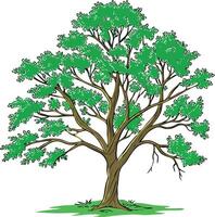 Majestic Ash Tree with Spreading Branches Available on EPS File vector