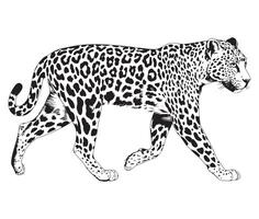 A black and white drawing of a jaguar vector