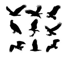 silhouette eagle bird collection set simple design vector