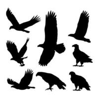 silhouette bird eagle collection set simple design vector