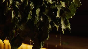 Breathing Natural Fragrance Of Birth In Sauna, Close Up View Of Wet Broom In Steam Bath video