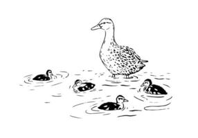Mother duck with little ducklings hand-drawn marker sketch. Realistic illustration of a female mallard duck and her kids, swimming around her. Black and white graphic vector