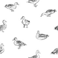 Duck pattern in realistic hand-drawn style. Cute and curious mallard ducks in different poses, isolated on white. Seamless pattern for textile, wallpaper, wrapping paper and more vector