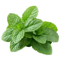 Fresh mint leaves arranged neatly on a white surface for culinary use and garnishing in various dishes and beverages, Transparent Background png