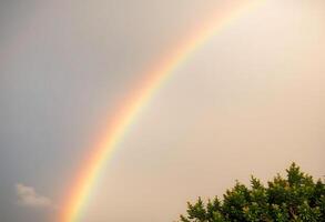double rainbow in the sky over a tree photo