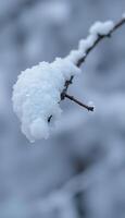 branch with snow on it in the middle of winter photo