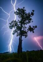 tree with a lot of lightning in the background photo