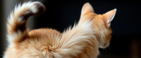 close up of a dog's head with a blurry background photo