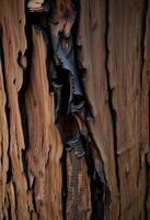close up of a tree trunk with peeling wood photo