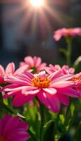 bunch of pink flowers with the sun in the background photo