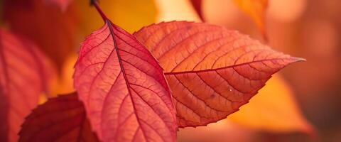 close up of a red leaf on a tree photo