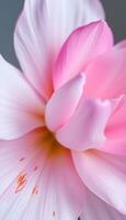 close up of a pink flower on a gray background photo