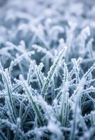 close up of a plant with frost on it photo