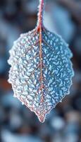 close up of a leaf covered in frost photo