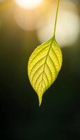 green leaf is hanging from a twig photo