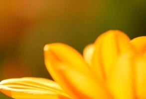 close up of a yellow flower with a blurry background photo
