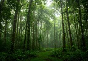 A path through a lush green forest with trees photo