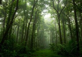 A path through a dense forest with trees and green grass photo