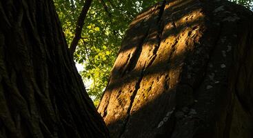 A large tree with a large rock in the background photo