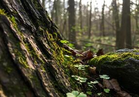 A tree trunk with moss growing on it photo