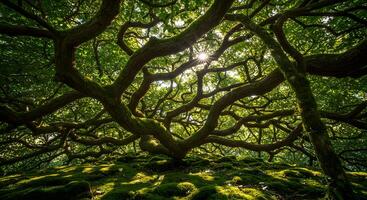 The sun shines through the branches of a moss covered tree photo