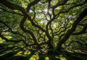A large tree with many branches and leaves photo