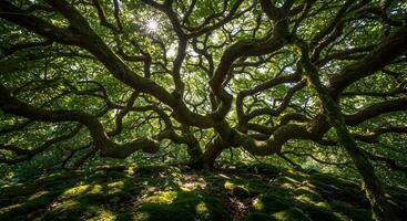 The tree of life, the great oak, the great oak, the great oak, the great photo