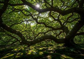 A large tree with many branches and sunlight shining through photo