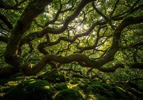 A large tree with many branches and moss photo