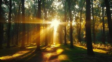 The sun shines through a forest, casting a beautiful golden light on a path. photo