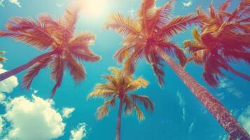 Looking up at the vibrant palm trees against a bright, cloud-filled, blue sky. photo