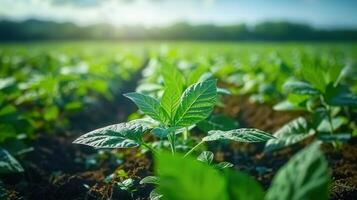 Close-up of a thriving soybean plant in a field, bathed in the morning sun. photo