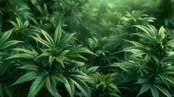 Close-up of lush green cannabis plants in a field, showcasing their detailed leaves. photo