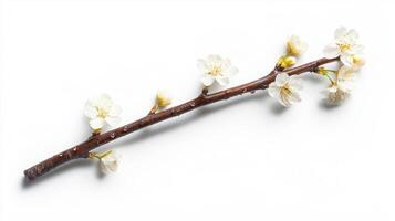 Realistic sakura blossom branch for spring decor and design photo