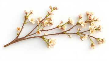 Blooming sakura blossom branch - nature's elegance for decor and inspiration photo