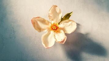 Realistic magnolia blossom on subtle background for elegant floral design photo