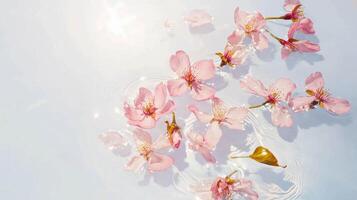 Serenity of sakura petals floating gently on water for spring relaxation and reflection photo
