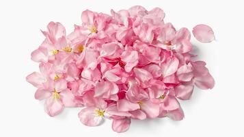 Realistic falling sakura petals in spring design for decoration and art projects photo