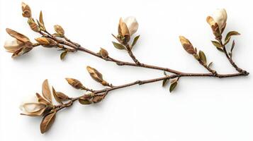 Magnolia branch with new buds. nature's elegance for botanical decor and design photo